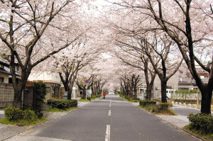 桜並木春