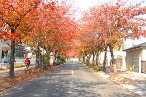 桜並木秋 - コピー